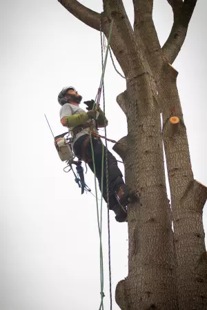 Le métier d'arboriste grimpeur élagueur